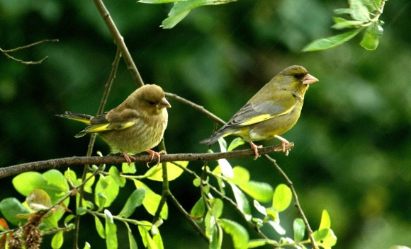 Illustration from the post “Fifty Shades of Green”